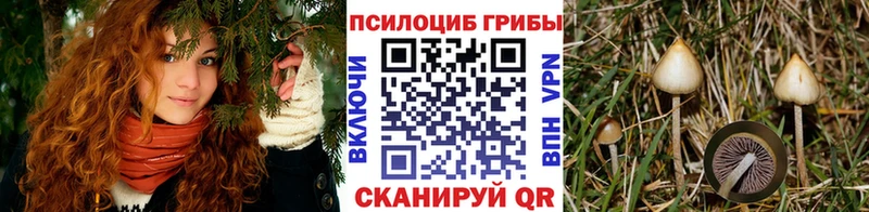 хочу   Елабуга  Псилоцибиновые грибы прущие грибы 